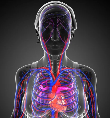 Una de cada tres mujeres muere por causa cardiovascular