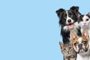 Animales domésticos protegidos en el procedimiento de violencia familiar